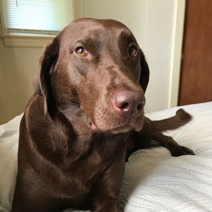 Meet your Posher, Bridget